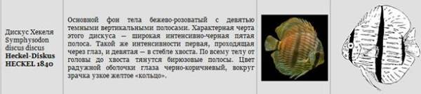 Доклад по теме Как ухаживать за дискусом